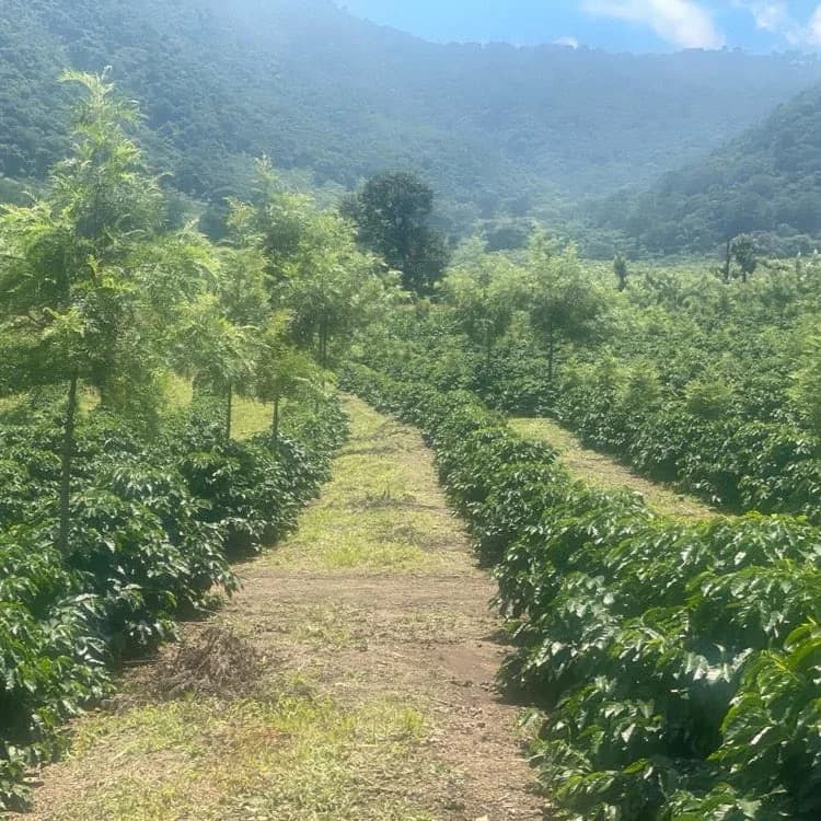 Guatamatrix Java, grown at Finca Pulcal — Hacienda Carmona