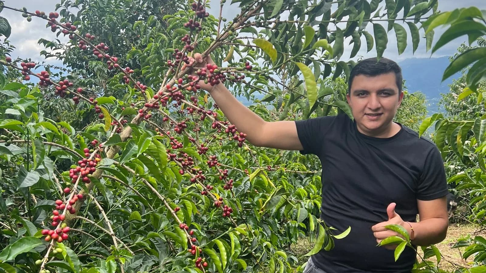 A man holds up a branch of ripe red coffee cherries among the trees at El Diviso in Pitalito, Huila, Colombia