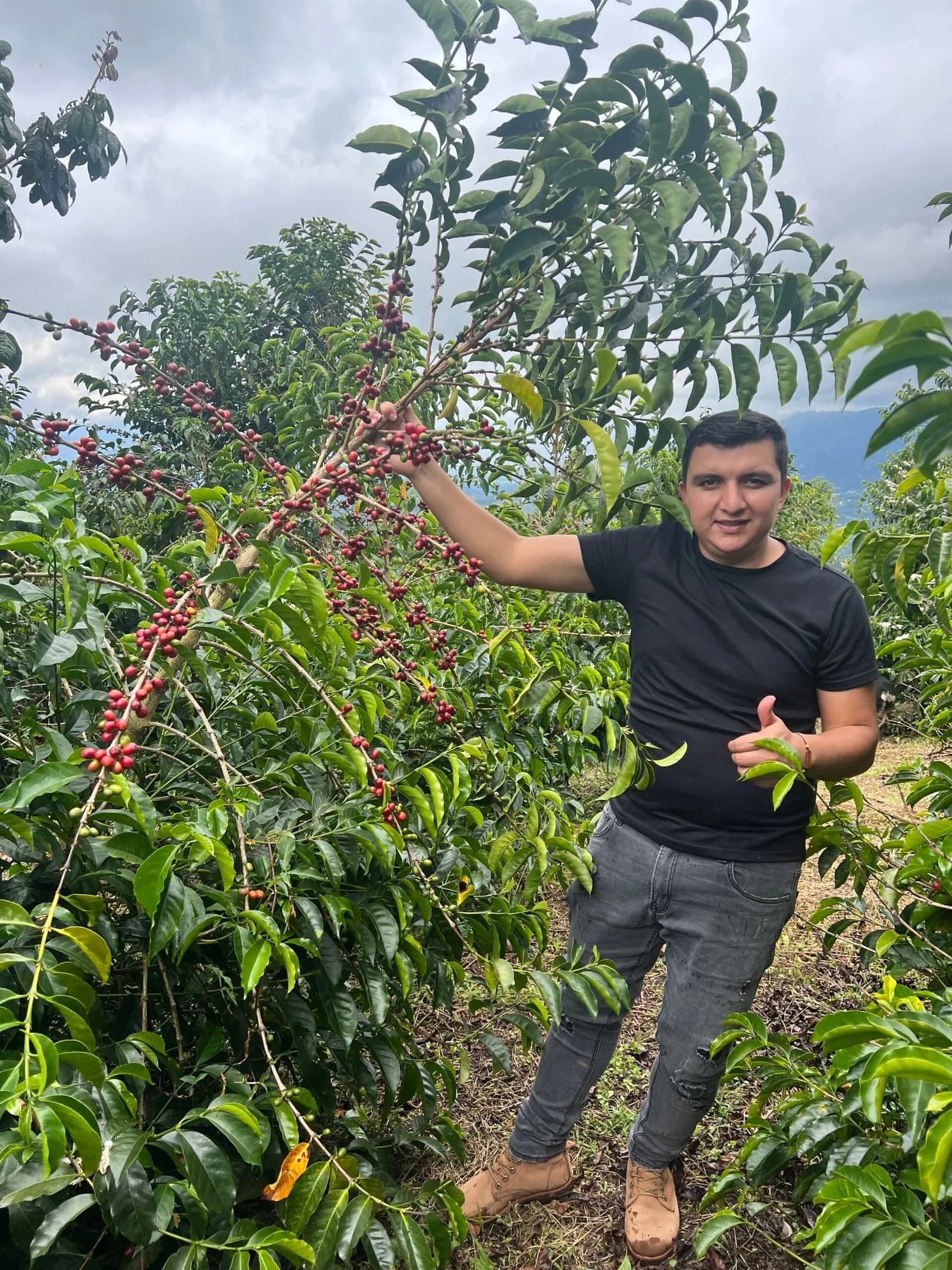Colombia El Diviso Sidra Specialty Coffee Beans, grown at El Diviso