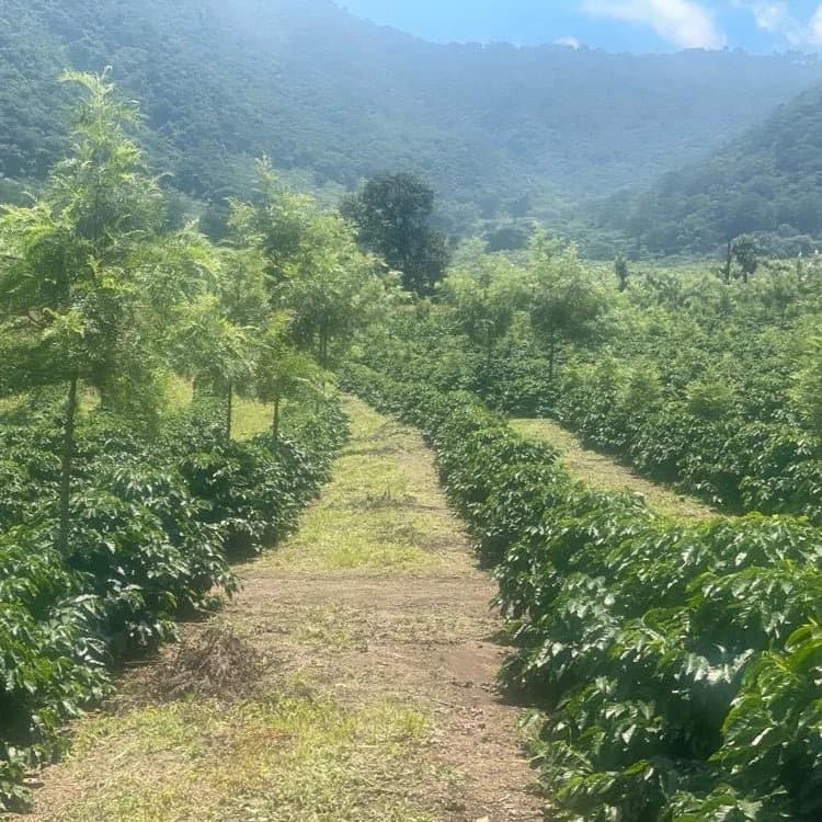 Guatemala Antigua Java Specialty Coffee Beans, grown at Finca Pulcal — Hacienda Carmona