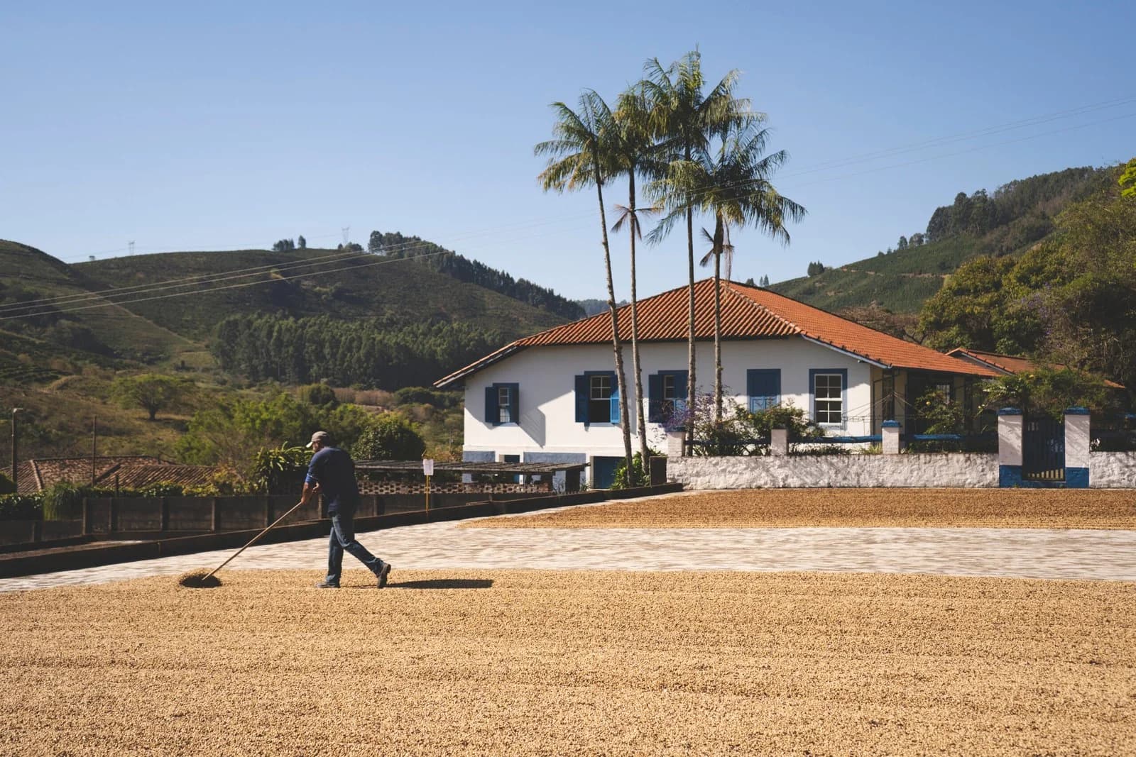 Brazil Red Catuai Specialty Coffee Beans, grown at Finca Recreio