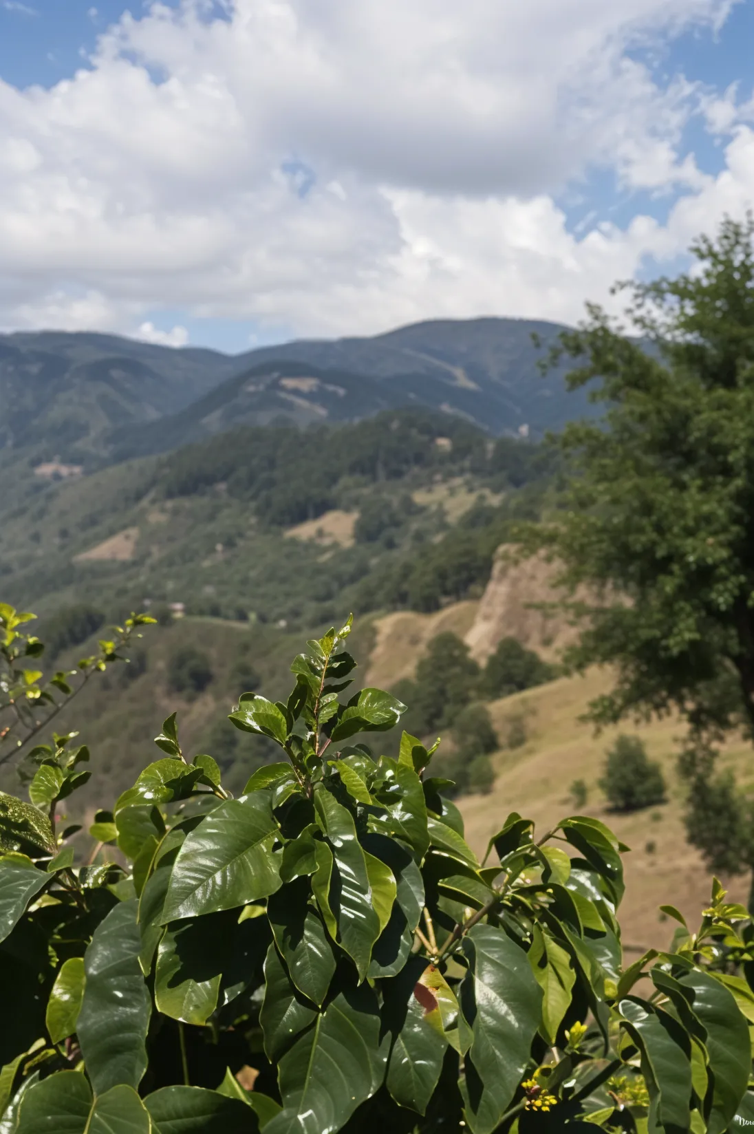 Finca Luna — specialty coffee farm in El Salvador