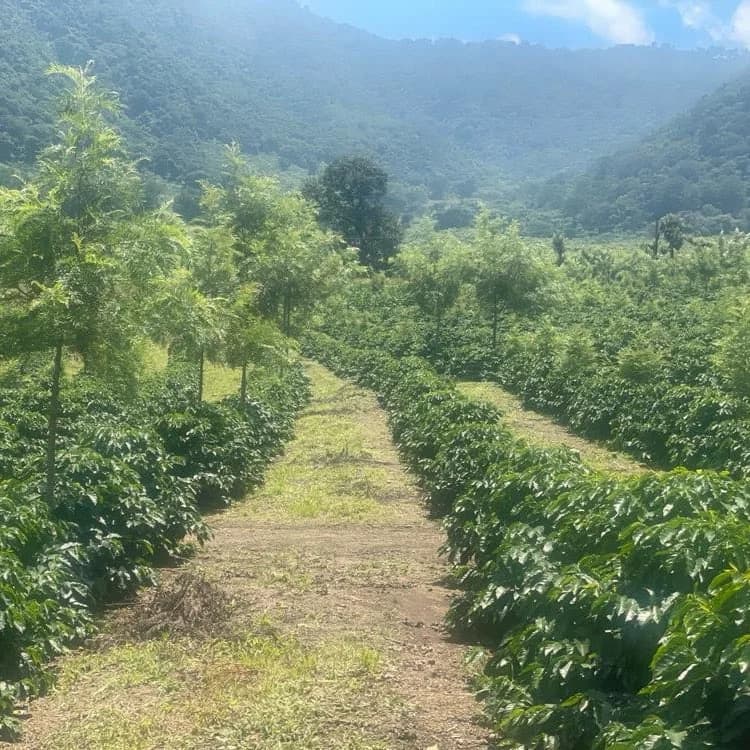 Maria Zelaya Aguierre, where Guatemala Antigua Pacas Coffee Beans is grown